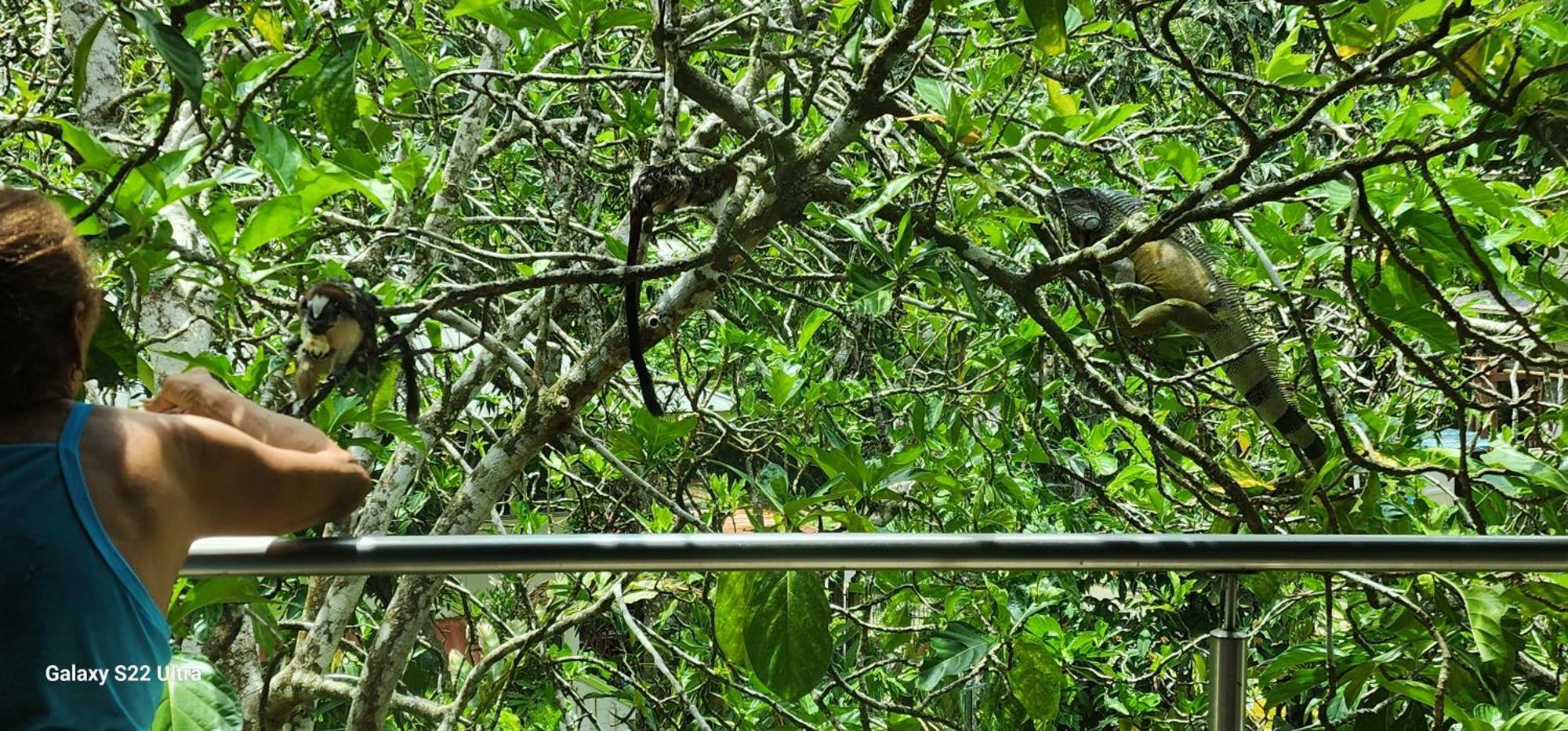 Gamboa Apartment Toucan Y Studio Neque エクステリア 写真
