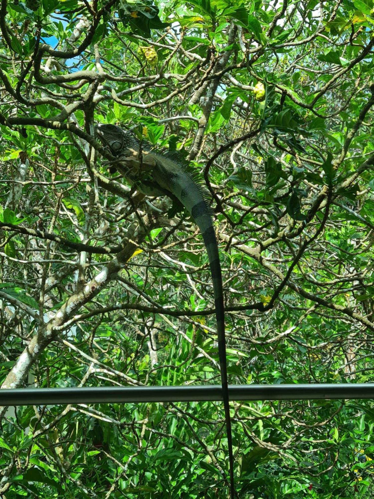 Gamboa Apartment Toucan Y Studio Neque エクステリア 写真